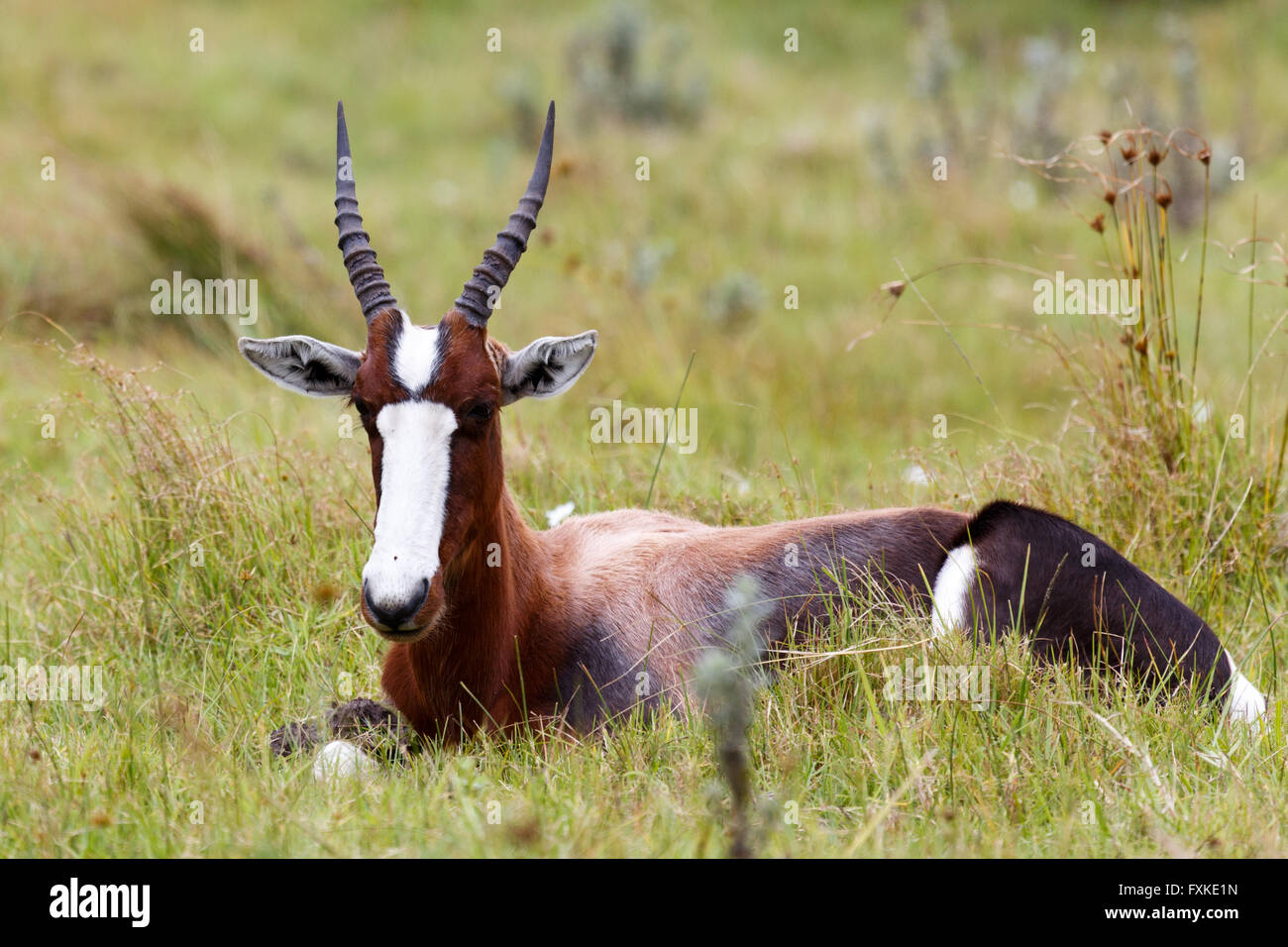 Nyala - Buck Foto Stock