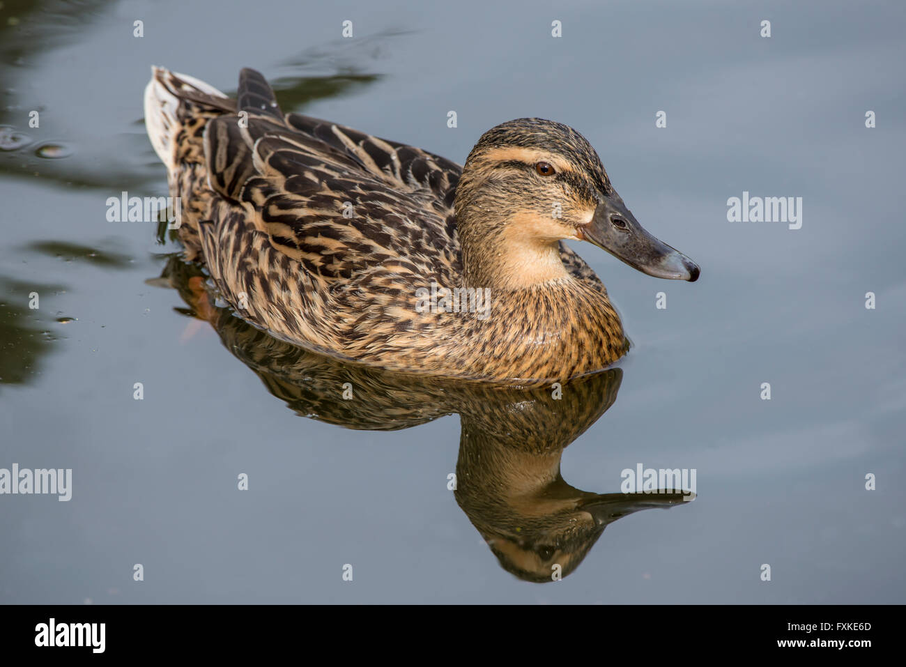 Femmina Mallard duck nuoto su un lago Foto Stock