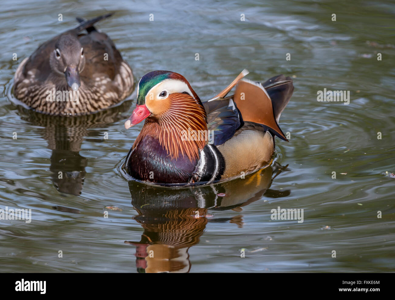 Coppia di anatre di mandarino di nuoto su un lago Foto Stock