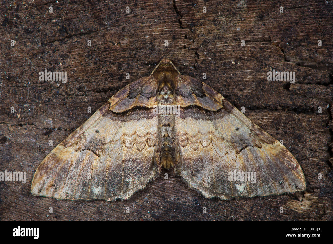 Spalla-striscia tarma (Earophila badiata) dall'alto. Un abbastanza comune in insetto della famiglia Geometridae, trovati in marzo e aprile Foto Stock