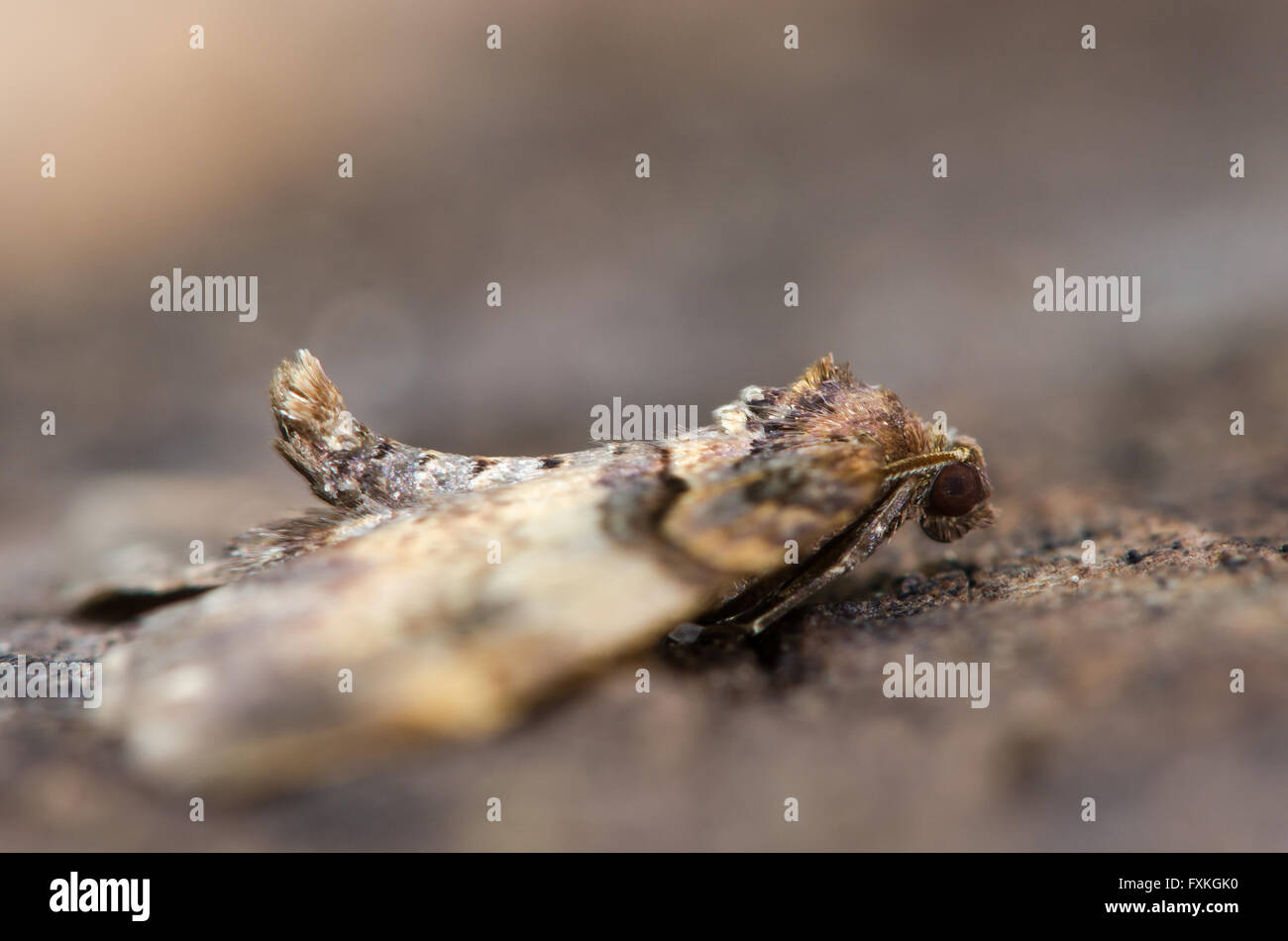 Spalla-striscia tarma (Earophila badiata) che mostra la posizione di riposo. Un abbastanza comune in insetto della famiglia Geometridae Foto Stock