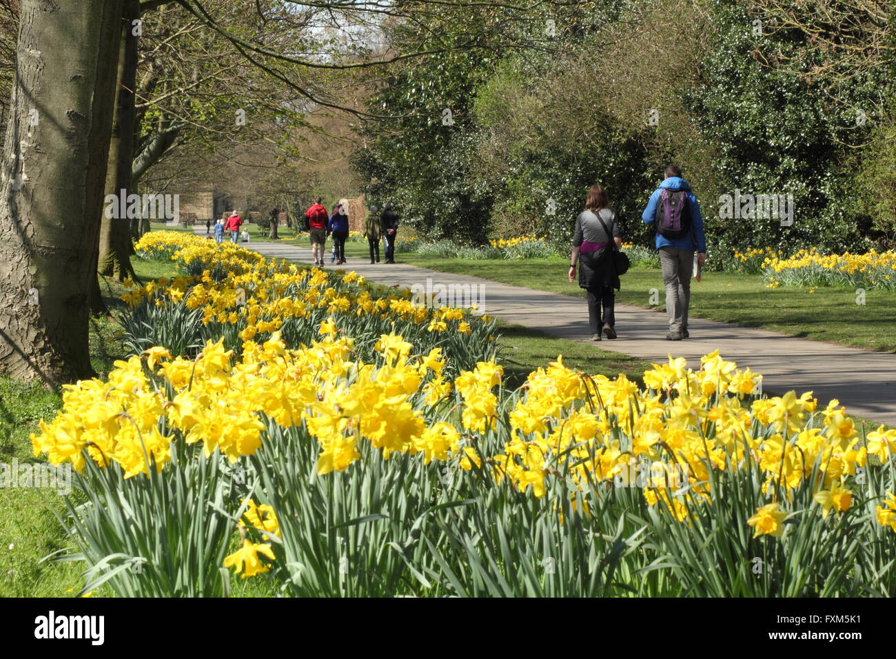 I narcisi in fiore su il daffodil a piedi nel villaggio di Wentworth, sulla Wentworth station wagon, Rotherham South Yorkshire England Regno Unito Foto Stock