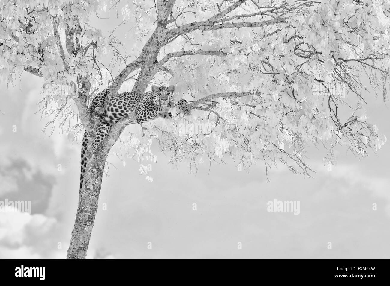 L'infra rosso, immagine in bianco e nero di un Africano Leopard (Panthera pardus pardus) in appoggio sulla sommità di un albero in Masai Mara in Kenya, Foto Stock