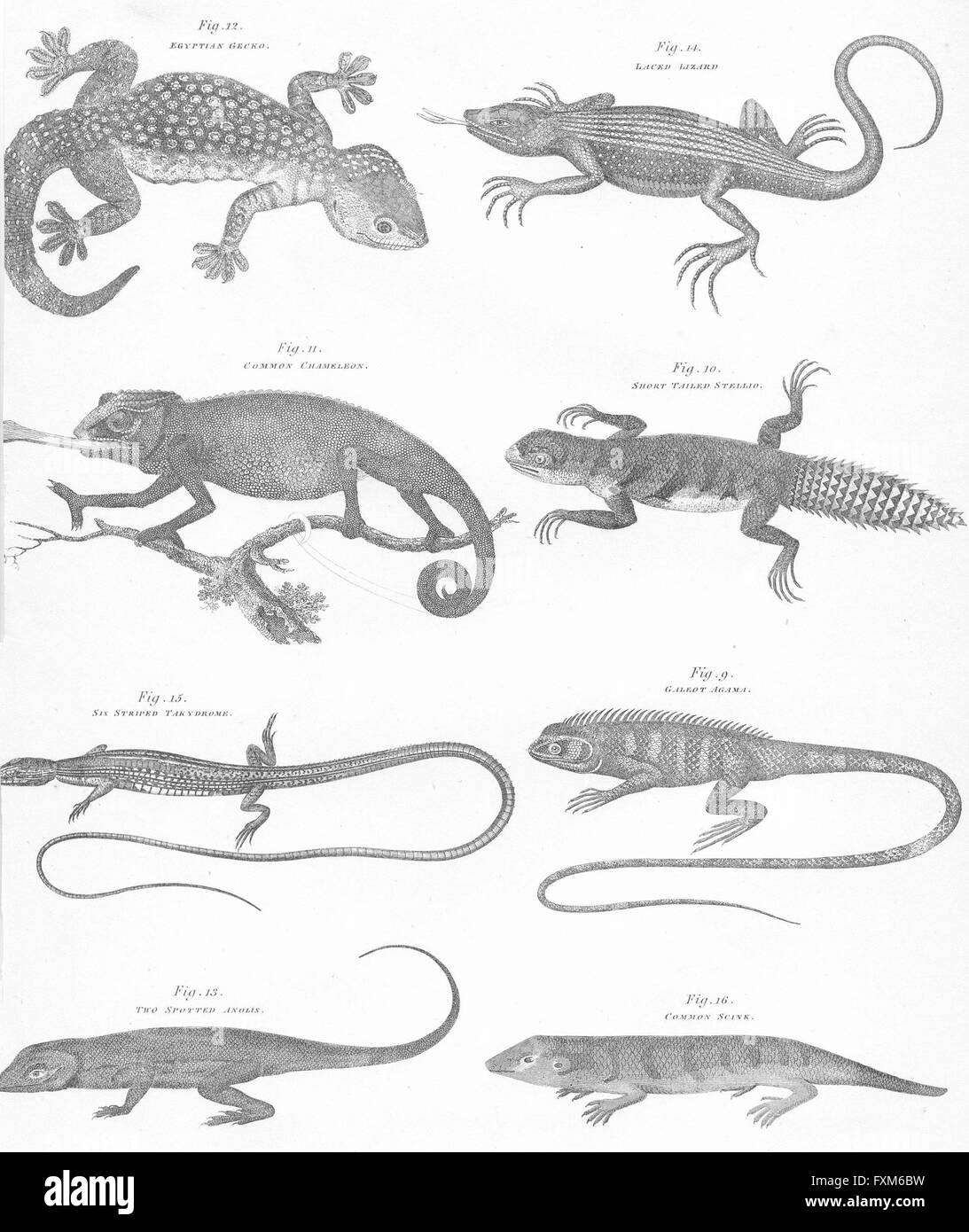 Rettili: Gekko; Stellio; Takydrome; Anolis; Scink, antica stampa c1849 Foto Stock