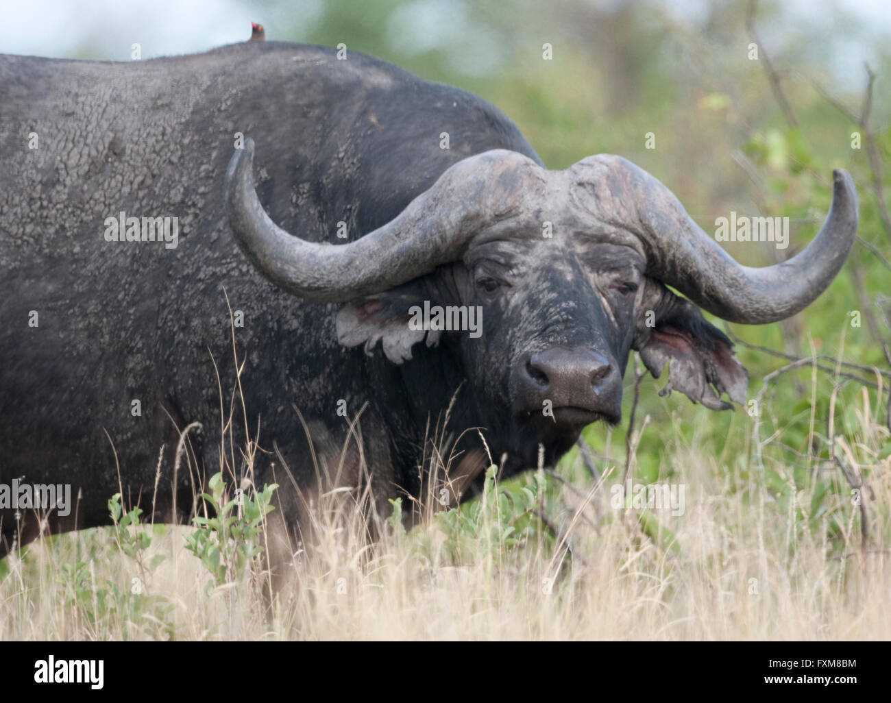 African Buffalo (Syncerus caffer) nel Parco Nazionale di Kruger, Sud Africa Foto Stock