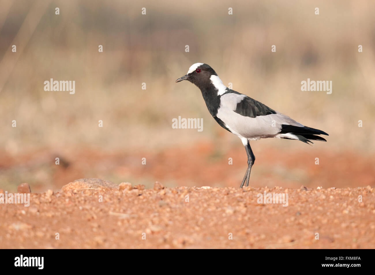 Fabbro Plover (Vanellus armatus) nel Parco Nazionale di Kruger, Sud Africa Foto Stock