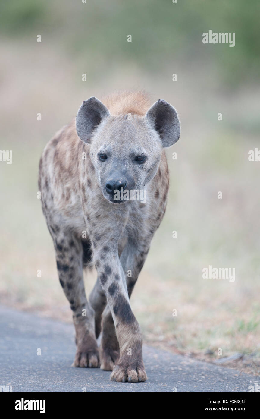 Spotted Hyena (Crocuta crocuta) a piedi lungo una strada nel Parco Nazionale di Kruger, Sud Africa Foto Stock