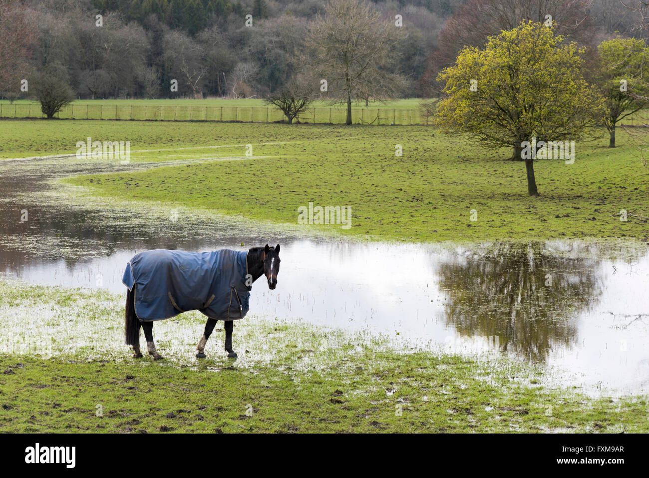 Cavallo bagnato immagini e fotografie stock ad alta risoluzione - Alamy