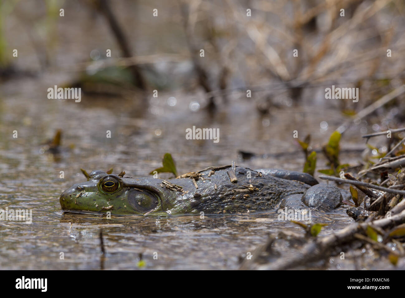 American Bullfrog, (Lithobates catesbeianus), Bosque del Apache National Wildlife Refuge, nuovo Messico, Stati Uniti d'America. Foto Stock