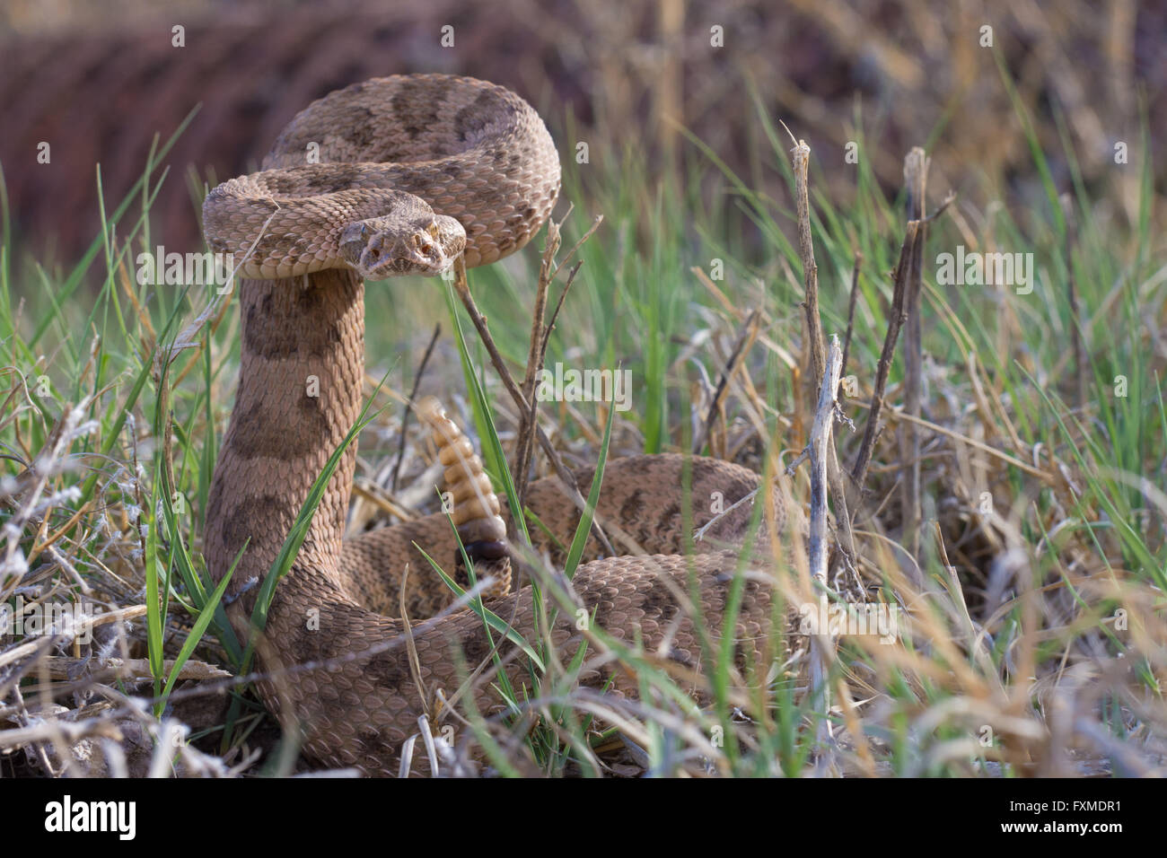 Prairie difensivo Rattlesnake, (Crotalus viridis), Sevilleta National Wildlife Refuge, nuovo Messico, Stati Uniti d'America. Foto Stock