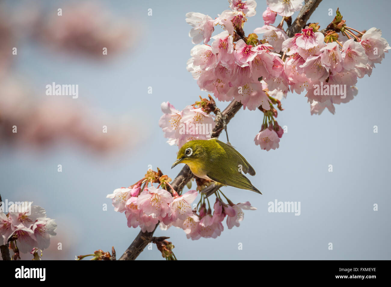 La fioritura dei ciliegi nel Parco Sumida, Asakusa, Tokyo, Giappone Foto Stock