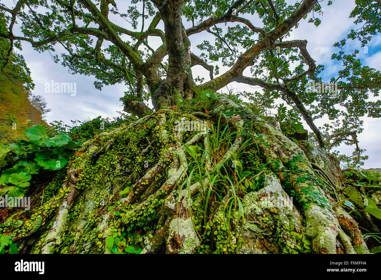 Mangrove foresta vergine, Kagoshima, Giappone Foto Stock