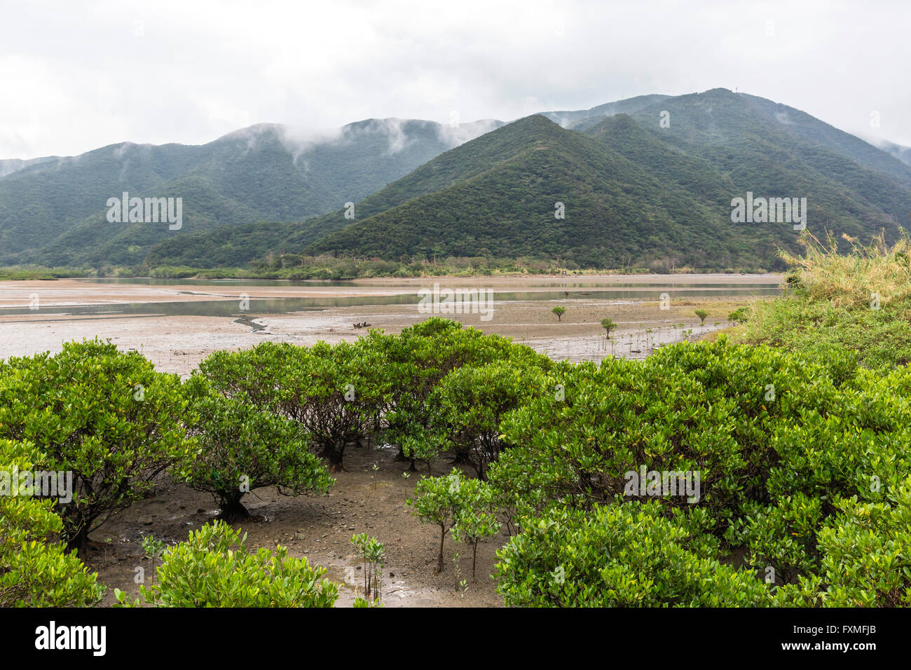 Mangrove foresta vergine, Kagoshima, Giappone Foto Stock