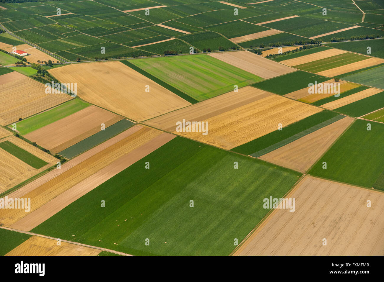 Vista aerea, campi a Mörstadt, agricoltura, Worm, Renania Palatinato, Germania, Europa, vista aerea, Foto Stock