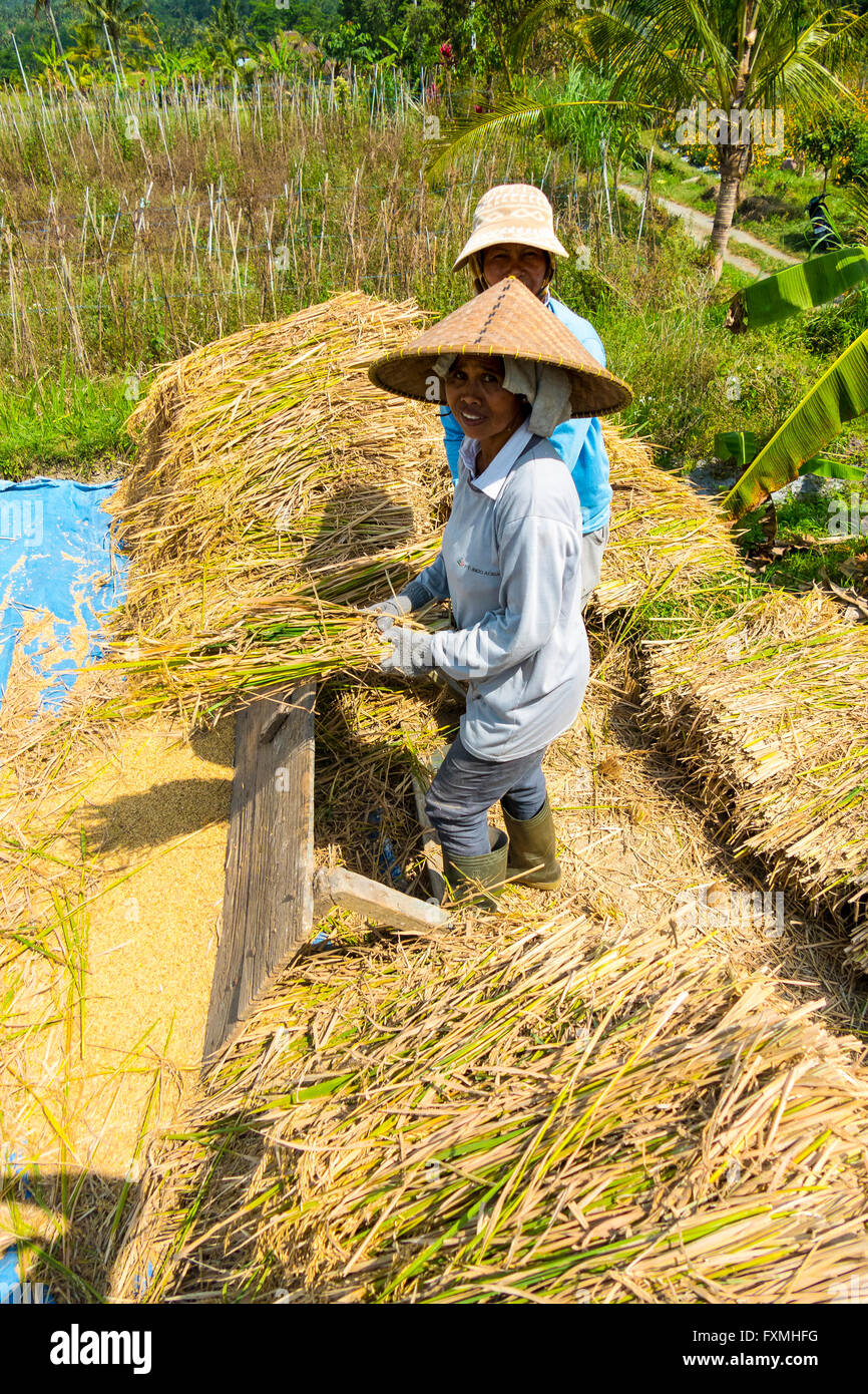 Raccolto di riso, Jatiluwih, Bali, Indonesia Foto Stock