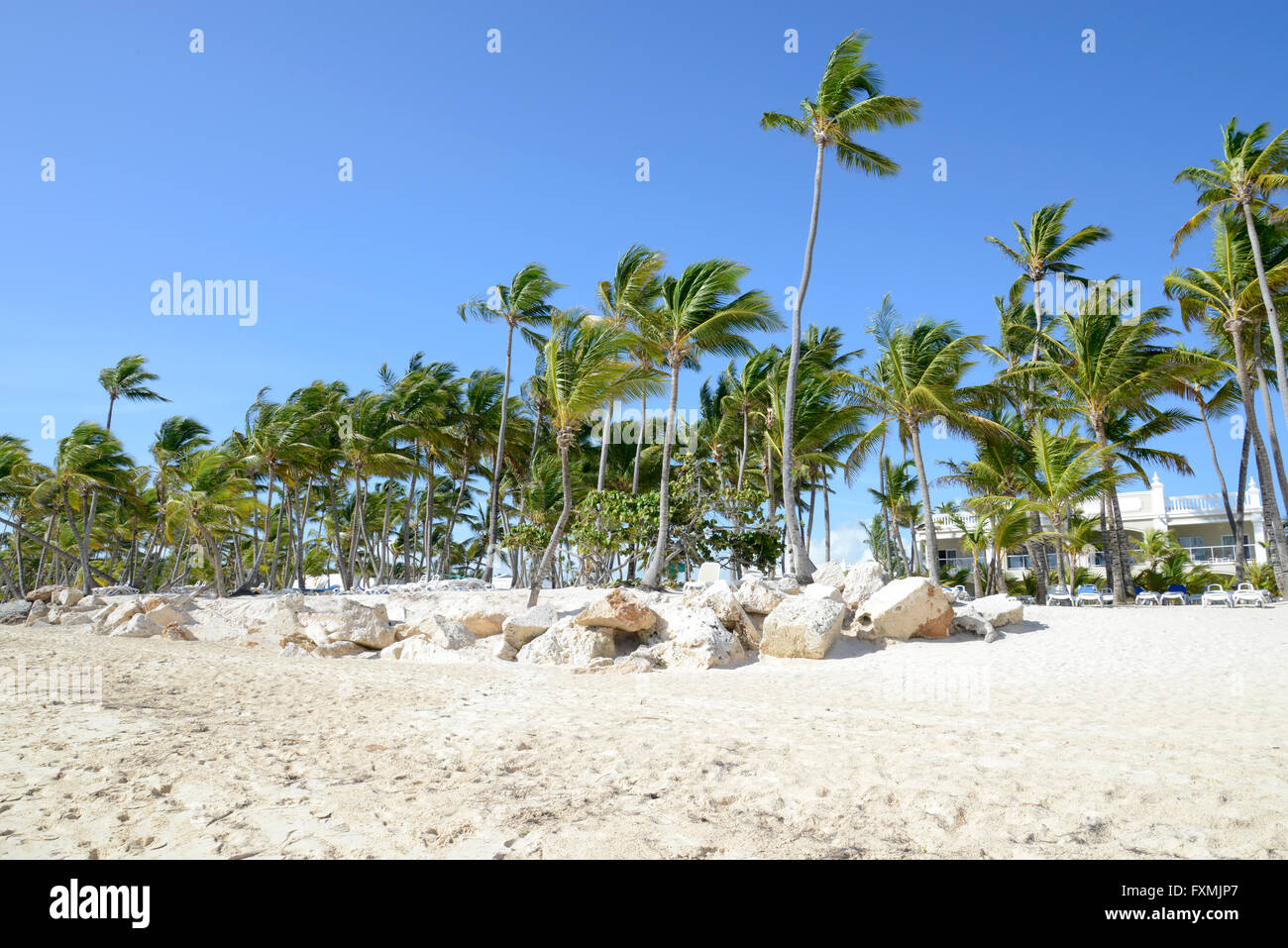 Molte palme da Bavaro Beach in Punta Cana nella Repubblica Dominicana. Le palme sono soffiando con una leggera brezza. Pentecoste Foto Stock