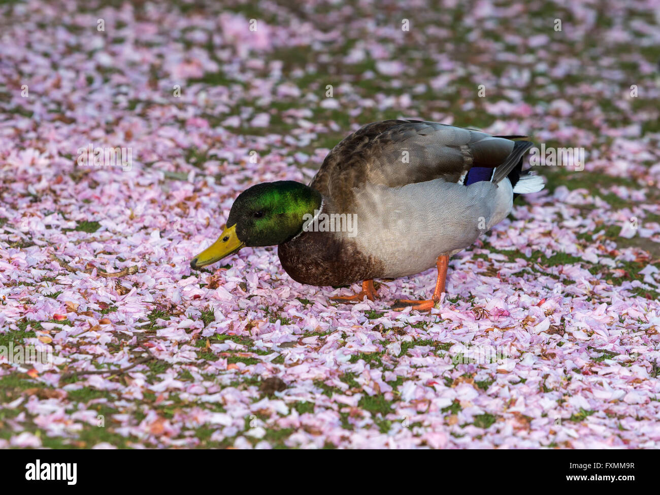 Mallard duck drake camminando sul giapponese caduti fiori di ciliegio in Beacon Hill Park-Victoria, British Columbia, Canada. Foto Stock