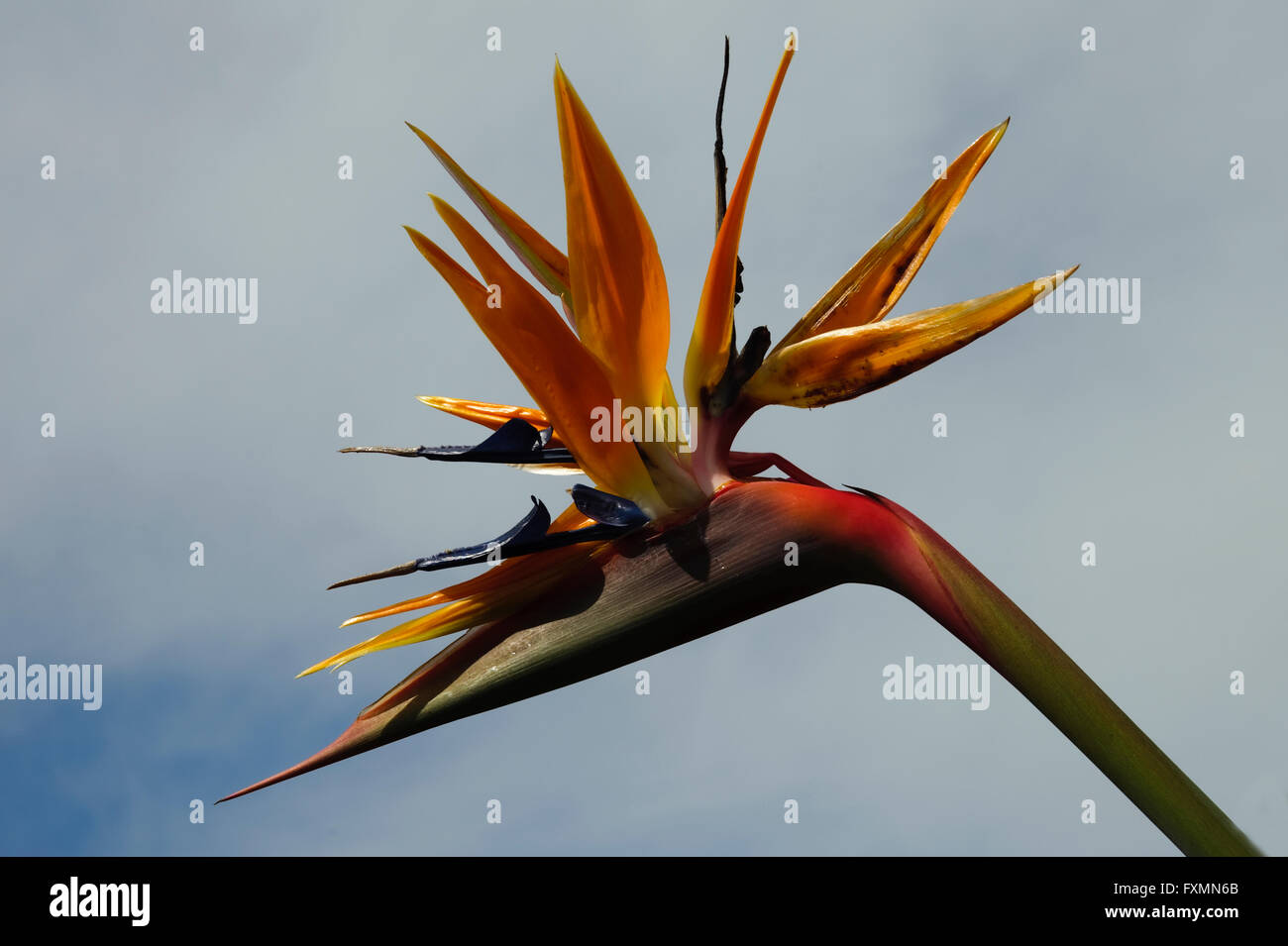 Soleggiato Blooming uccello del paradiso fiore Foto Stock