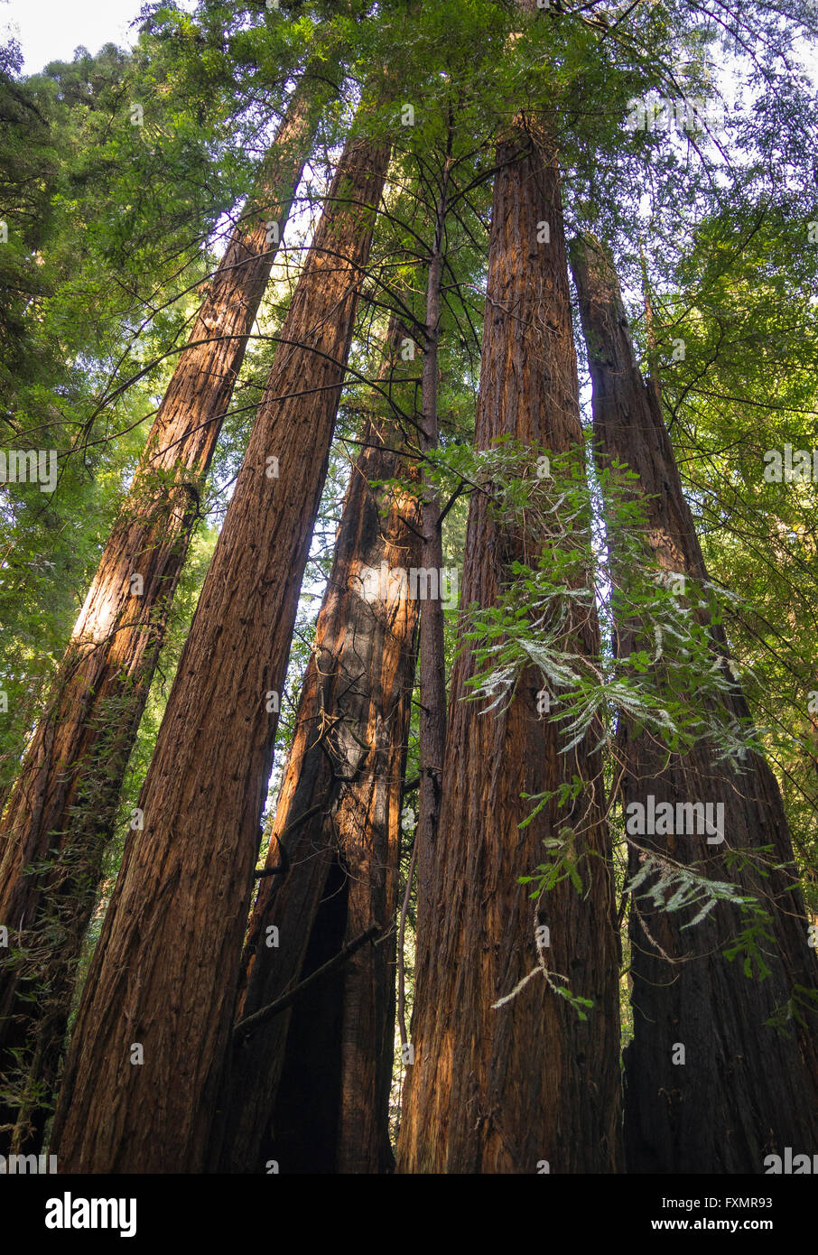 Muir Woods antica Foresta di Redwood,California Foto Stock