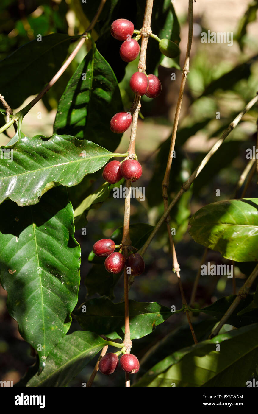 La Coffea bush con ripe rosso di bacche di caffè in Jalisco Messico Foto Stock
