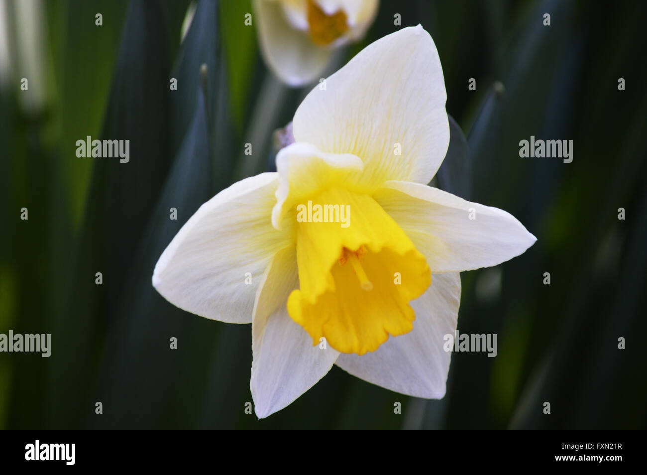 Una macro vista dettagliata di un poco di fresco bianco fiorito daffodil. Foto Stock