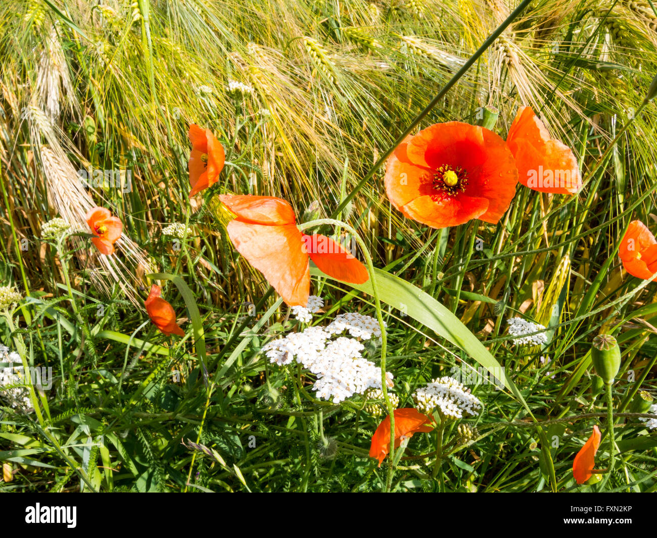 Fioritura di papavero, Papaver rhoeas, sul bordo di un campo di orzo Foto Stock