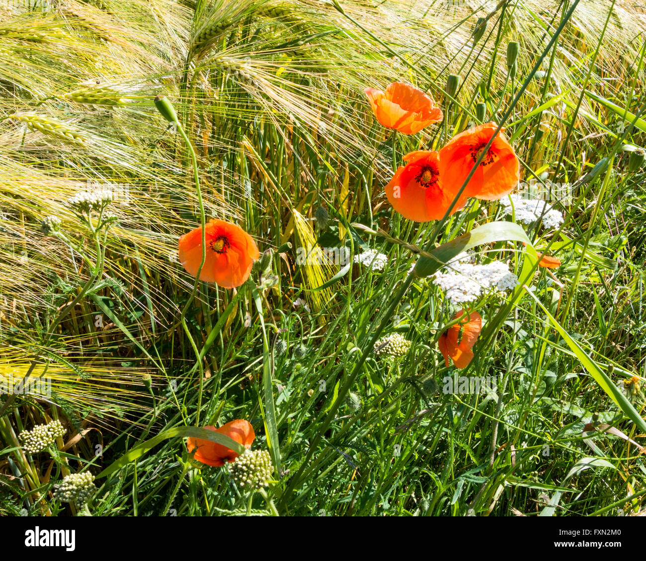 Fioritura di papavero, Papaver rhoeas, sul bordo di un campo di orzo Foto Stock