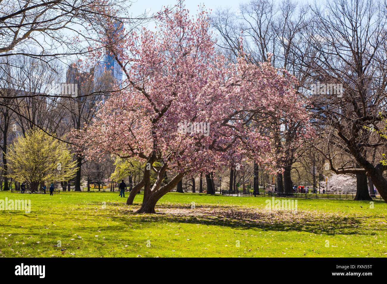 Alberi in fiore in primavera, al Central Park di New York City, Stati Uniti d'America. Foto Stock