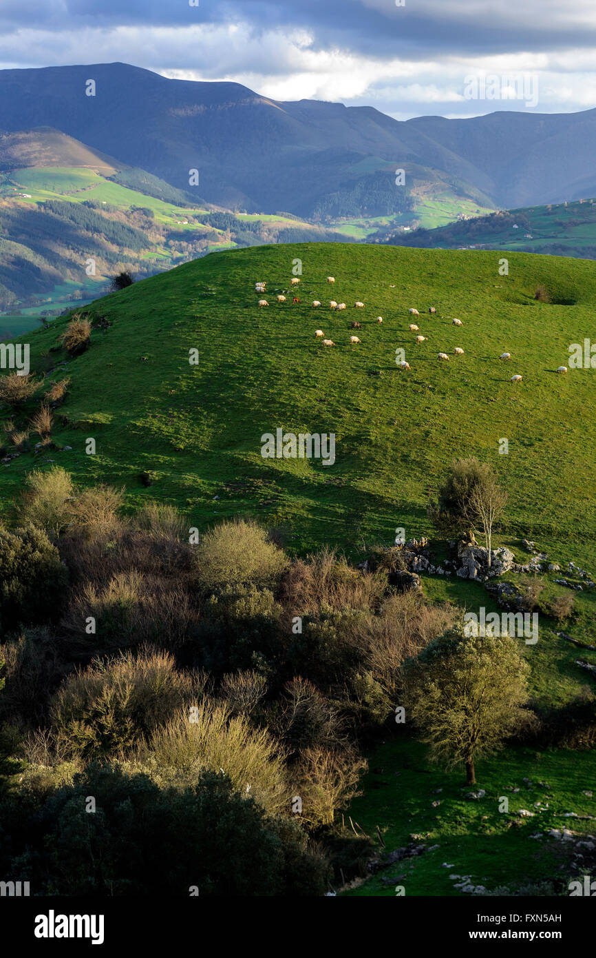 Pecore pascolano in un prato verde in Ranero, Bilbao, Paesi Baschi. Foto Stock