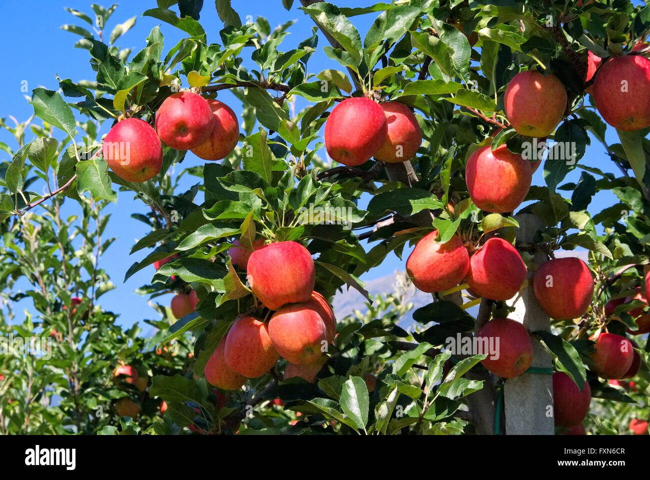 Apfel am Baum - Apple su albero 33 Foto Stock