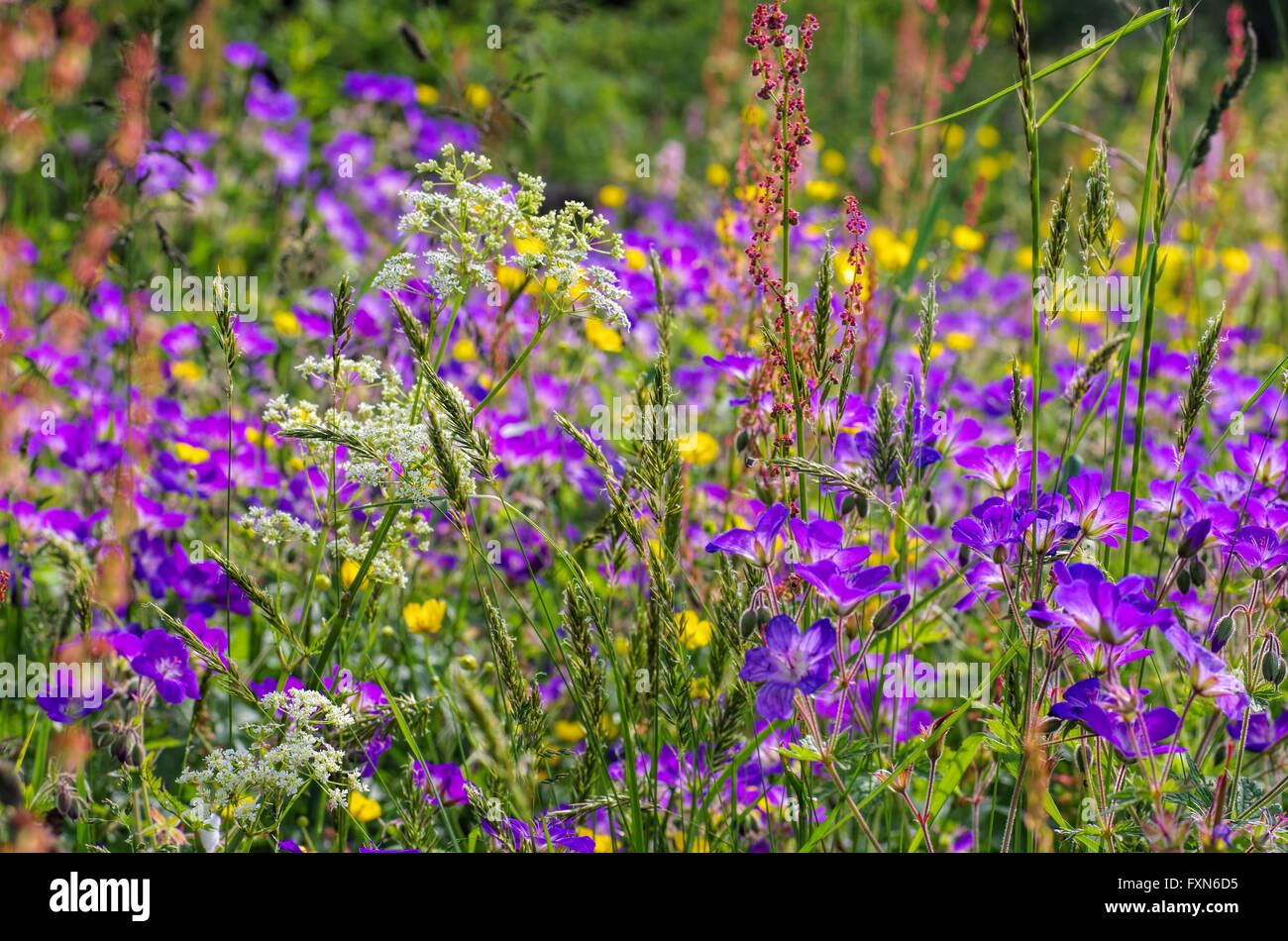 Bergwiesen im Frühling - primavera prati fioriti in montagne in molti colori Foto Stock