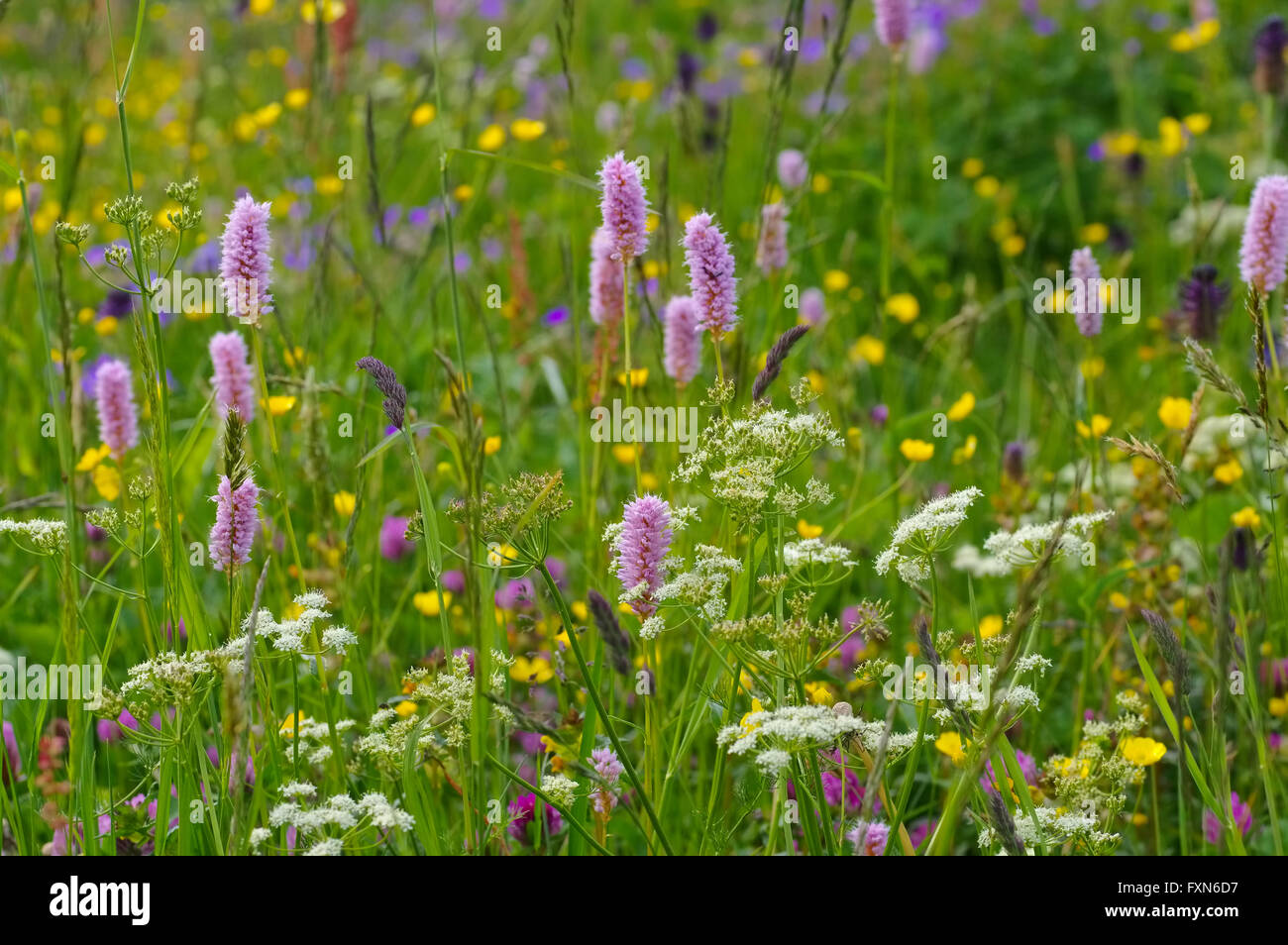 Bergwiesen im Frühling - primavera prati fioriti in montagne in molti colori Foto Stock