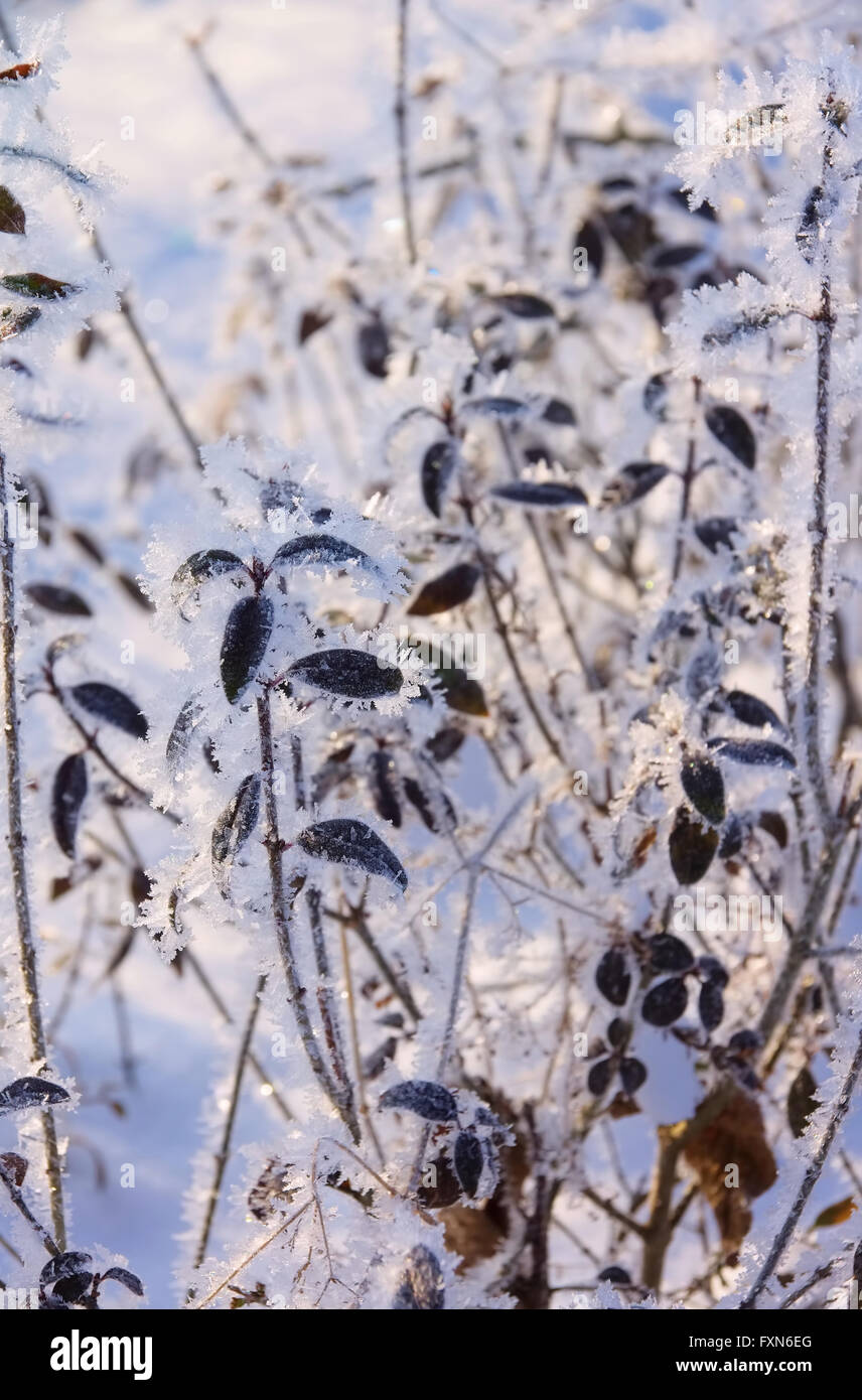 Hecke im inverno - hedge in inverno 01 Foto Stock