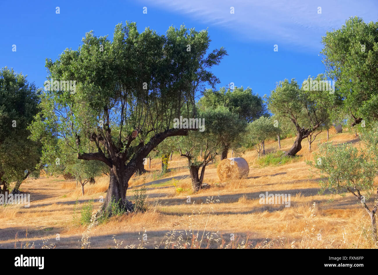 Olivenhain in Calabria - uliveto in Calabria 04 Foto Stock