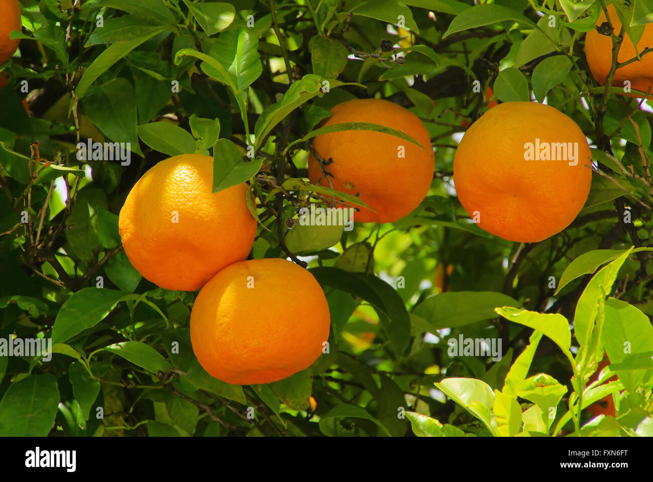 Orange am Baum - frutta di arancia su albero 07 Foto Stock