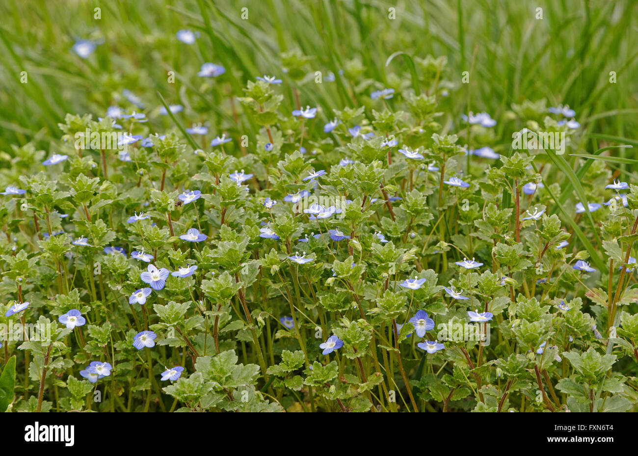 Piccoli fiori blu e l'erba in stazionamento a molla Foto Stock