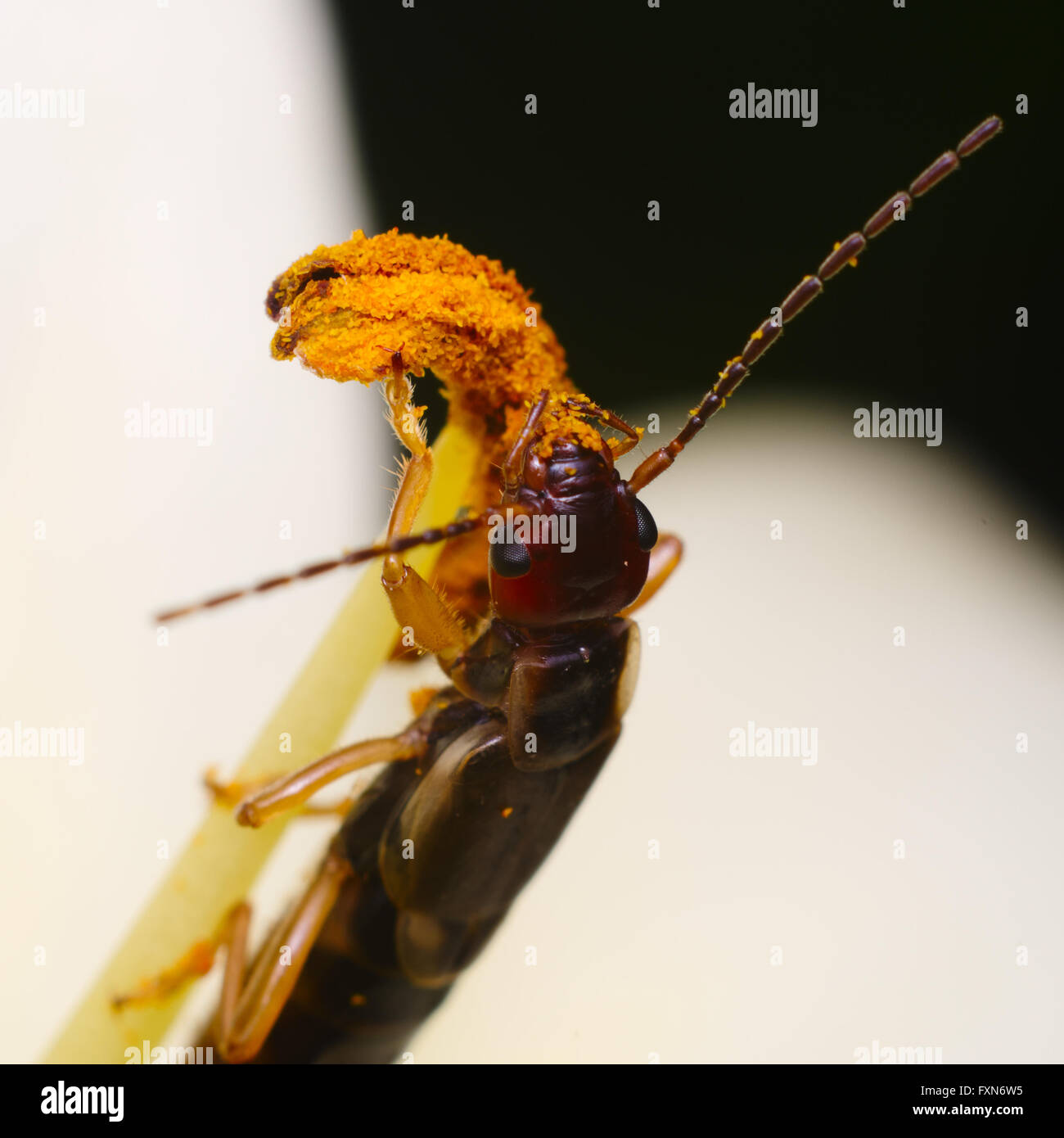 Comune (earwig Forficula auricularia) mangiare il polline di un fiore Foto Stock