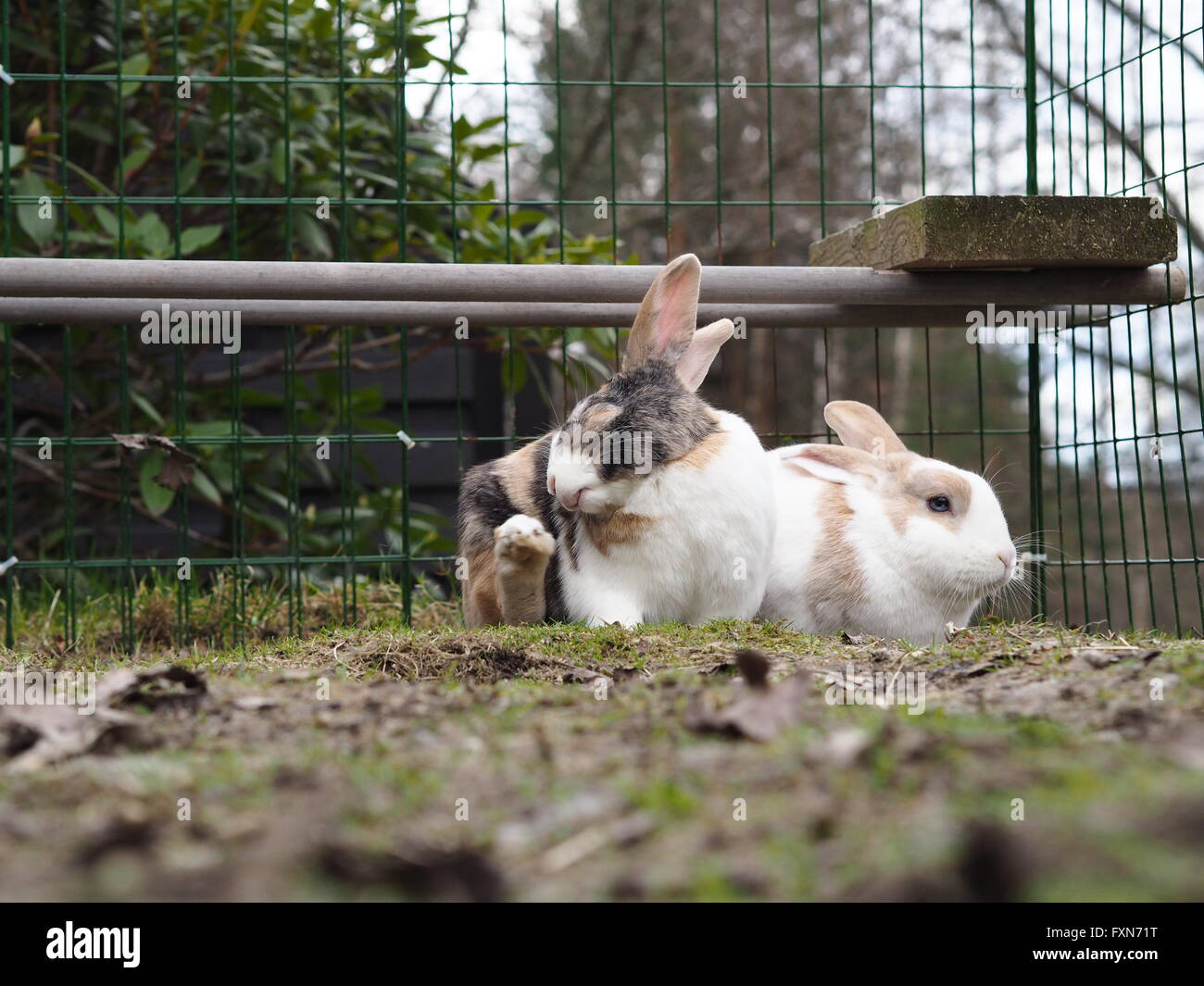 Marrone e bianco bunny/coniglio all'esterno. Mix di fleimsh gigante e dwarf lop Foto Stock