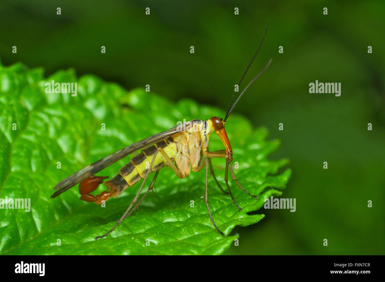 Un comune scorpionfly (Panorpa communis) in appoggio su una foglia Foto Stock