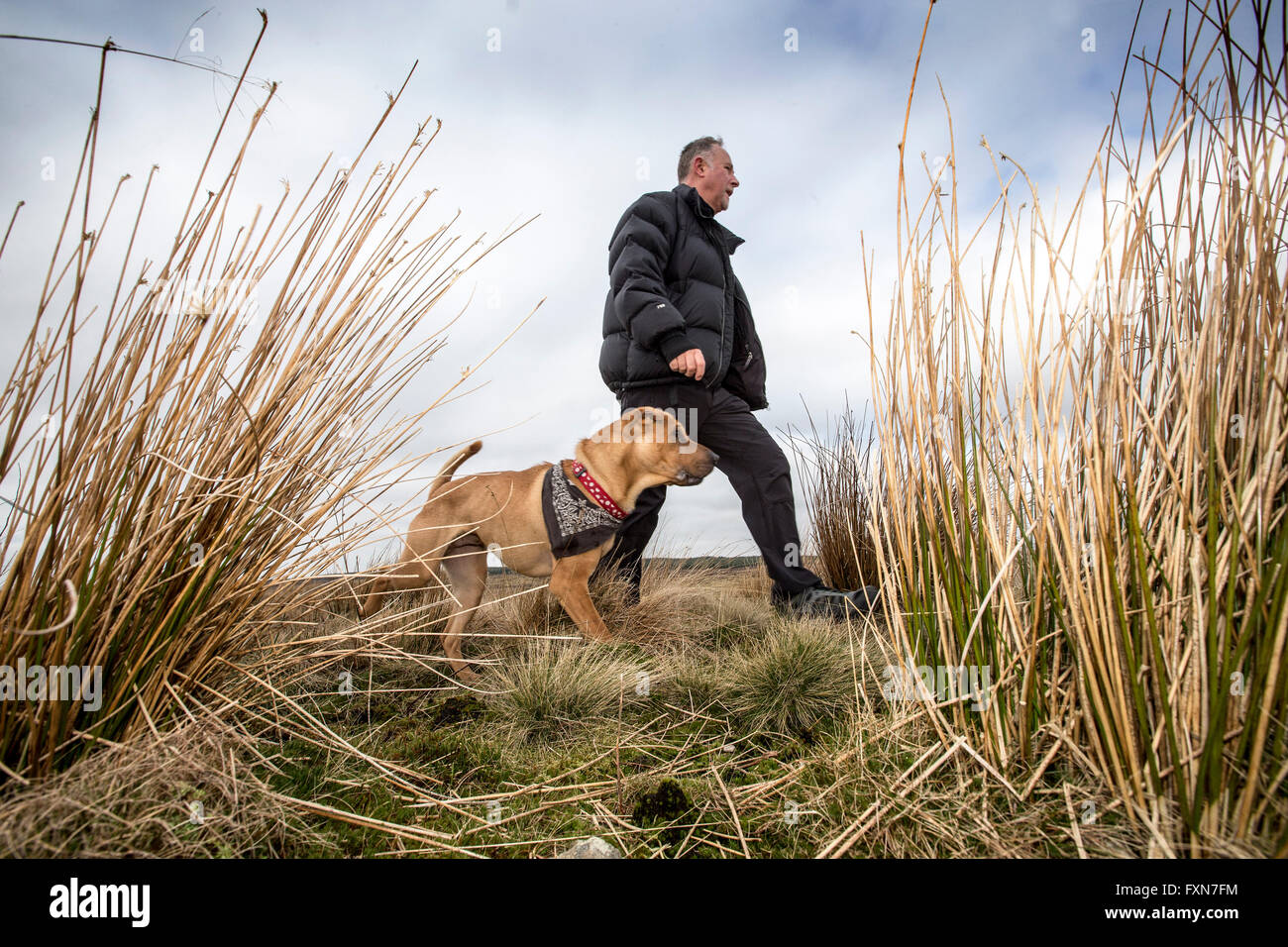 Scottish SPCA rescue cane Kai 'Paddington cane' alla nuova casa con Pic proprietario Pietro Devlin Foto Stock