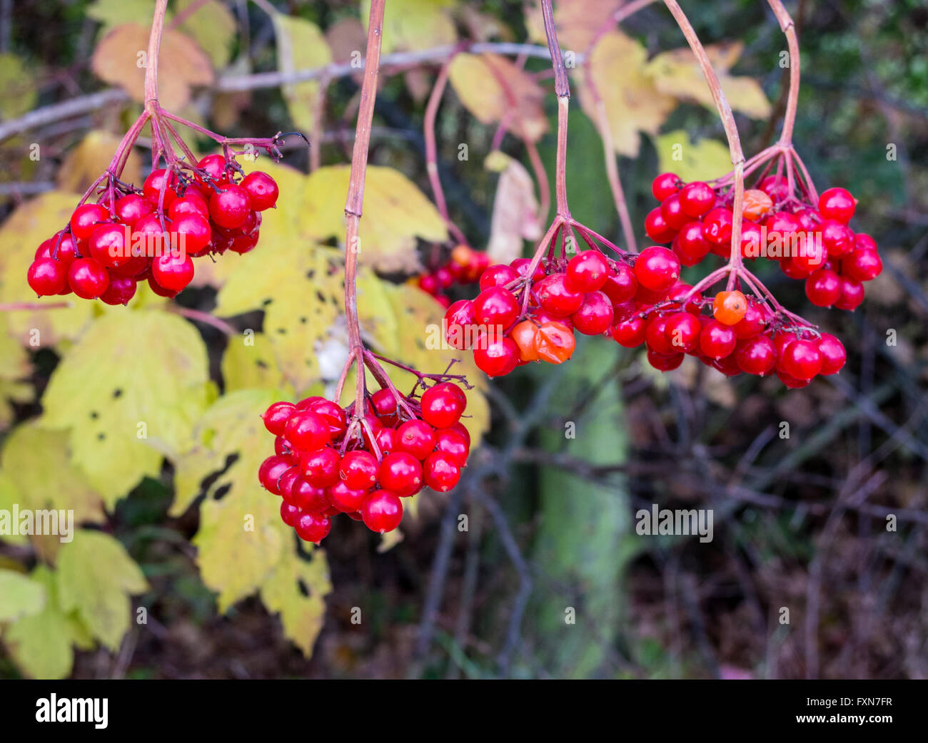 Unione Cranberrybush, Viburnum opulus, con pietra rossa frutti in autunno Foto Stock