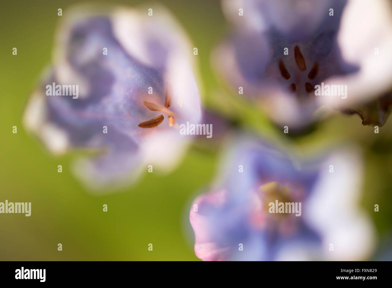 Blue Bell fiori closeup Foto Stock