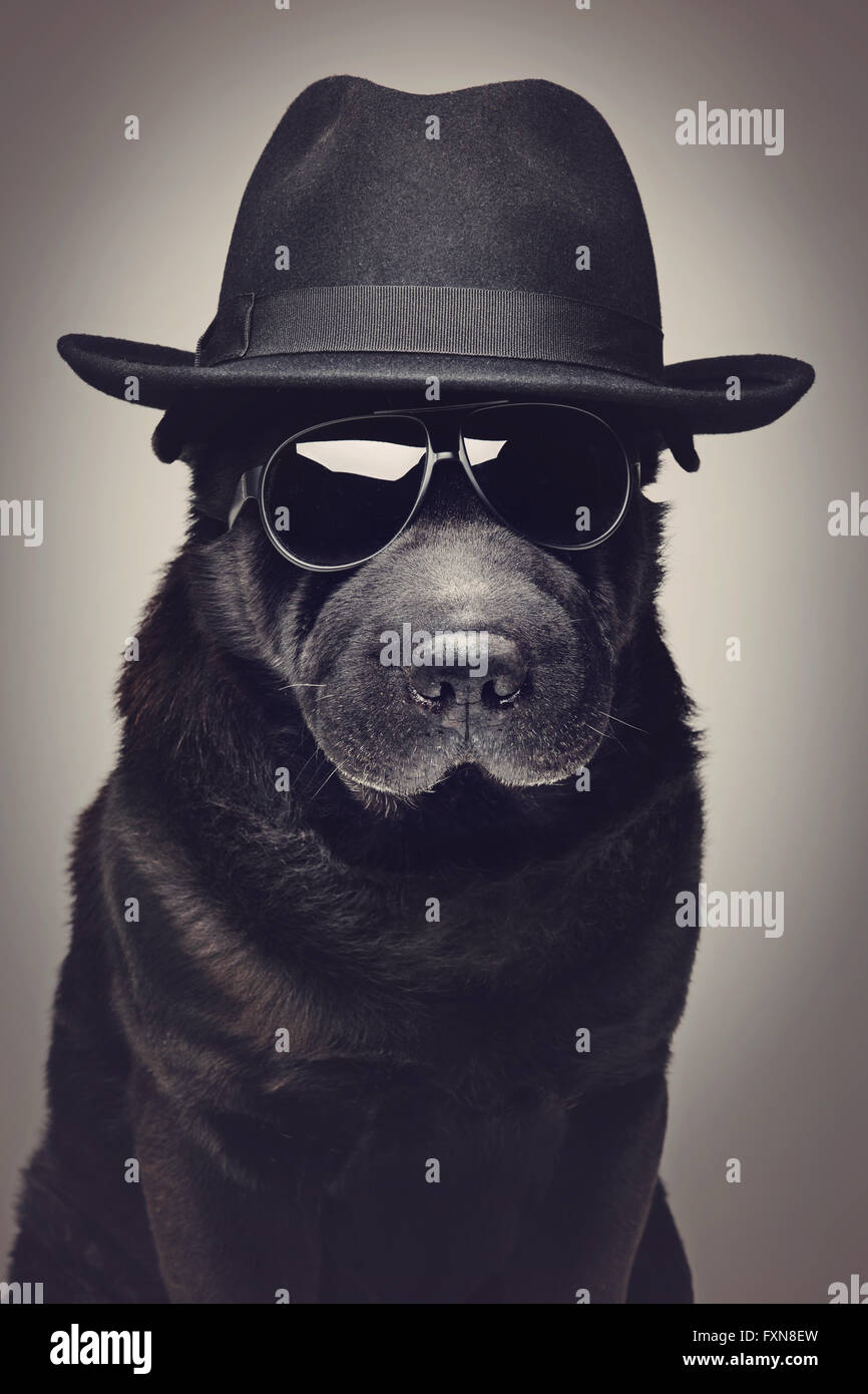 Cane nel cappello e occhiali da sole Foto stock - Alamy