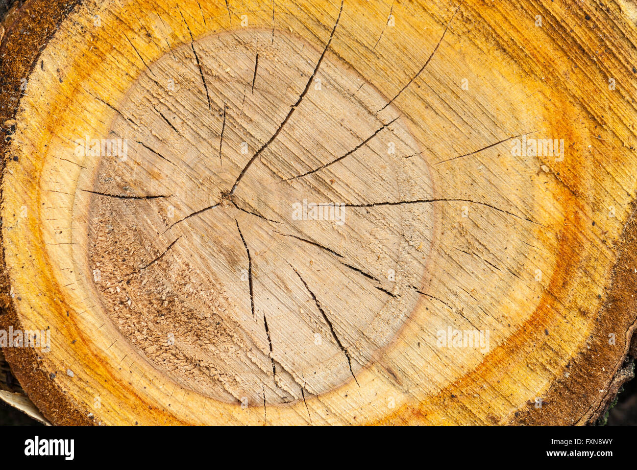 Sezione trasversale di un sawed-off ramo di albero Foto Stock