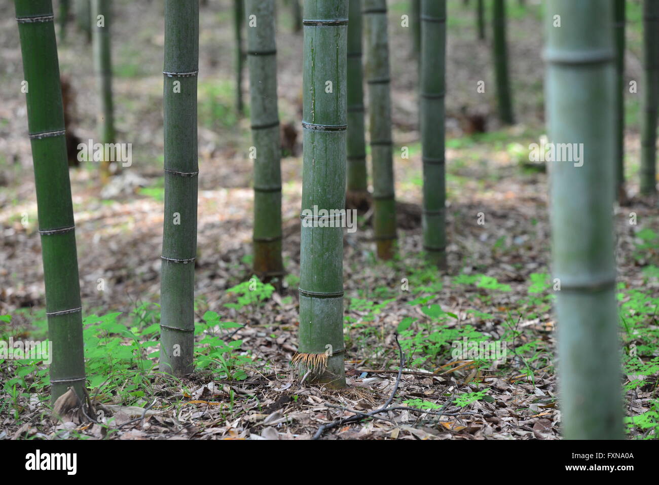 Arashiyama Boschetto di bambù, Kyoto, Giappone Foto Stock