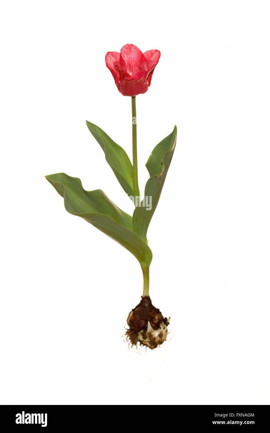 Tutta la tulip coleur cardinale con lampadina Foto Stock