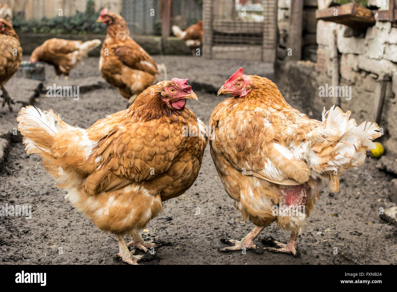 Le galline intimidatorio ogni altro, gallina bere in background, scena di pollame Foto Stock