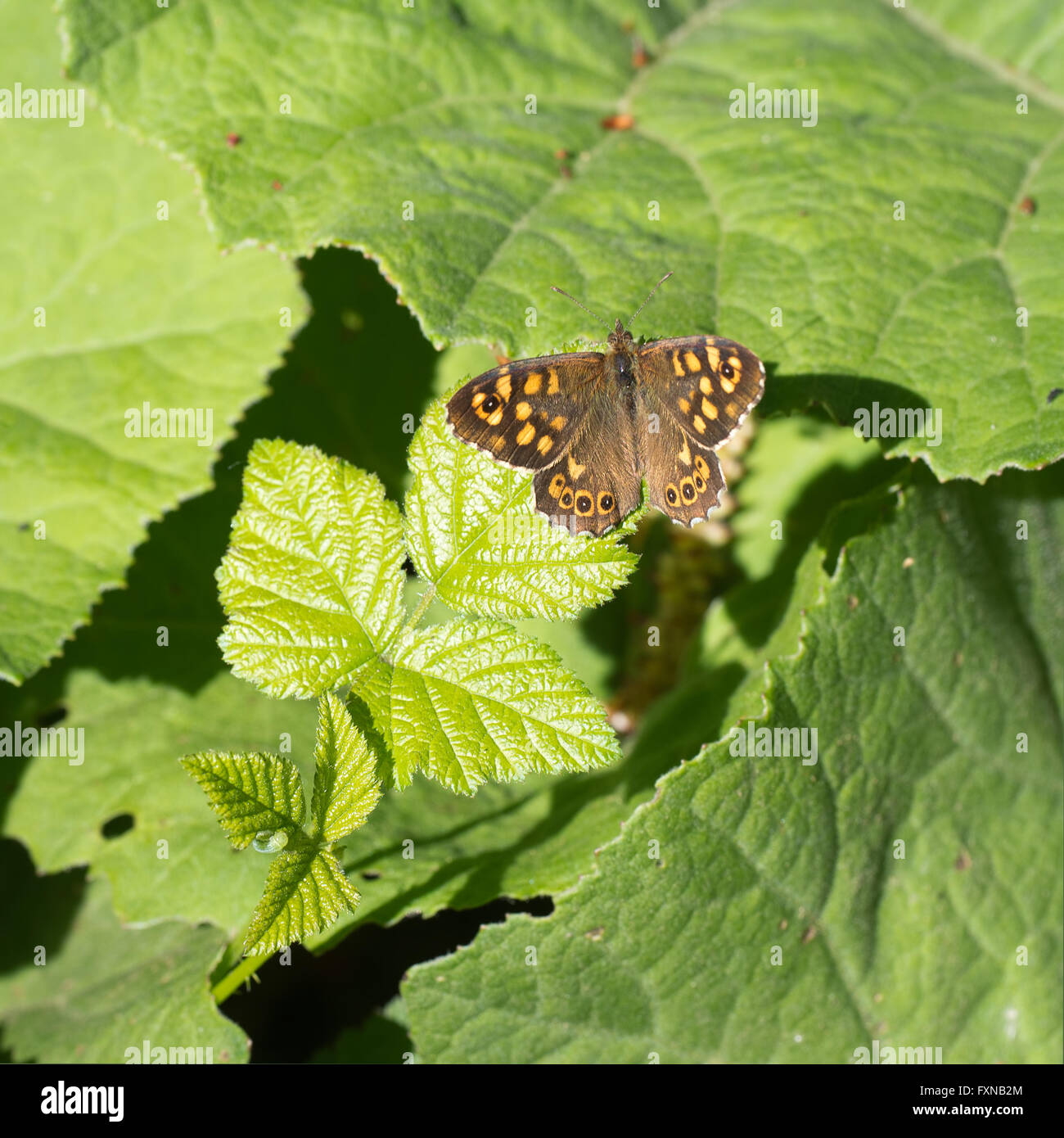 Legno punteggiate di crogiolarsi nella luce del sole di primavera Foto Stock