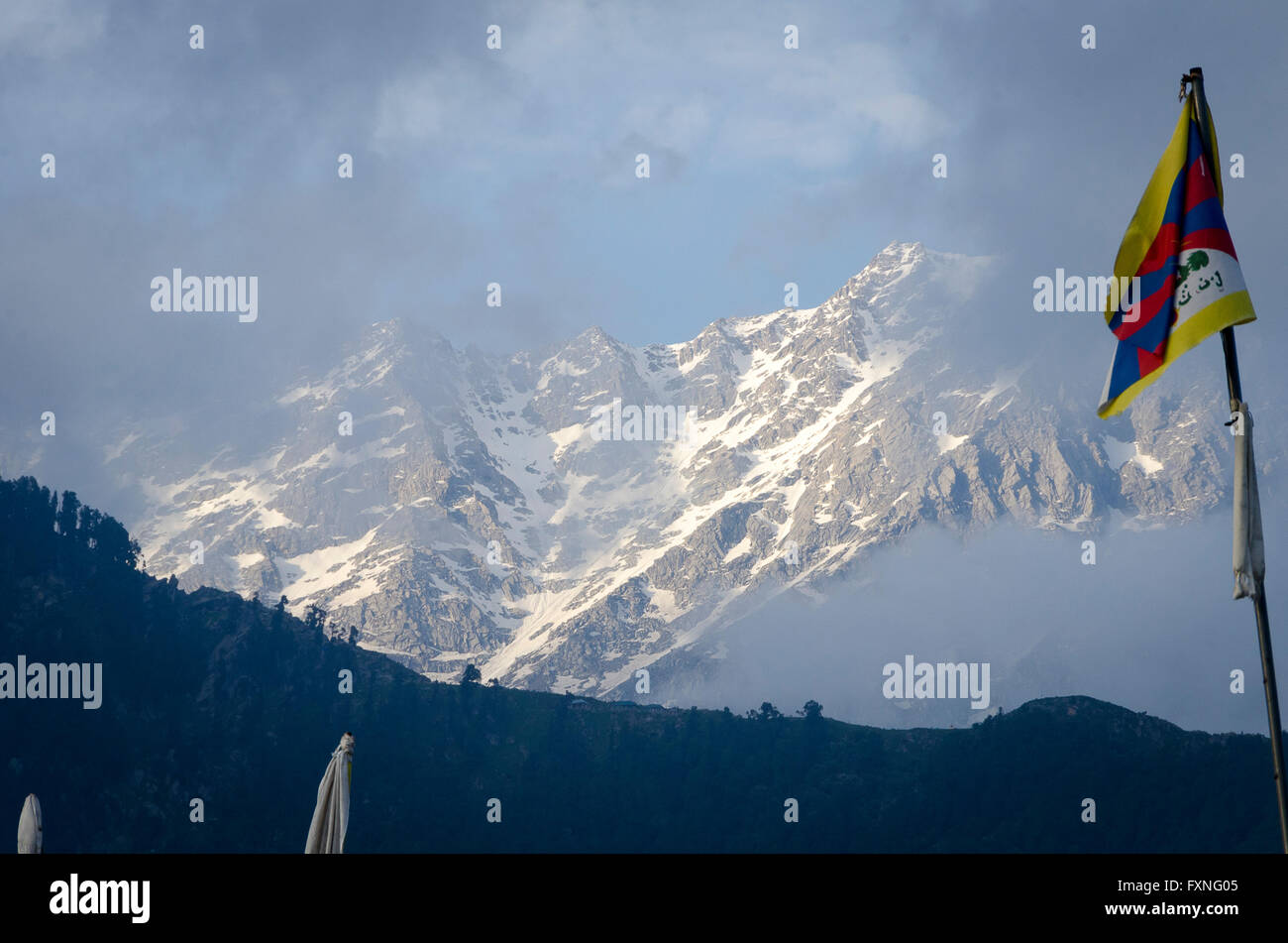 L'Himalaya, McLeod Ganj, India Dharamshala, Distict Kangra, Himachal Pradesh, Foto Stock