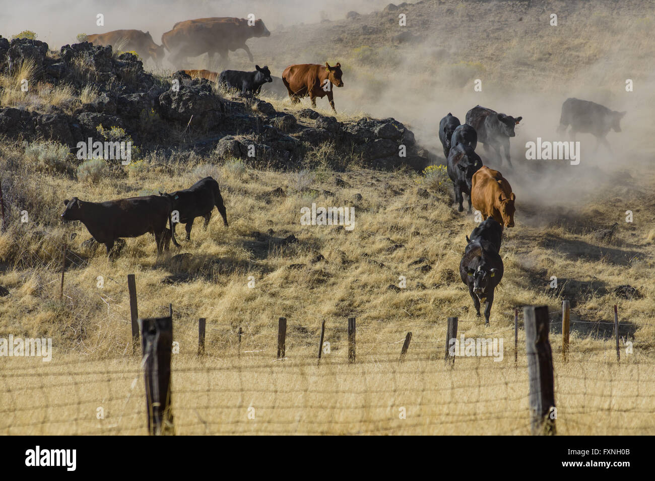 Allevamento di bestiame che viene spostato di nuovo pascolo in un ranch. Washtuca, Washington Foto Stock